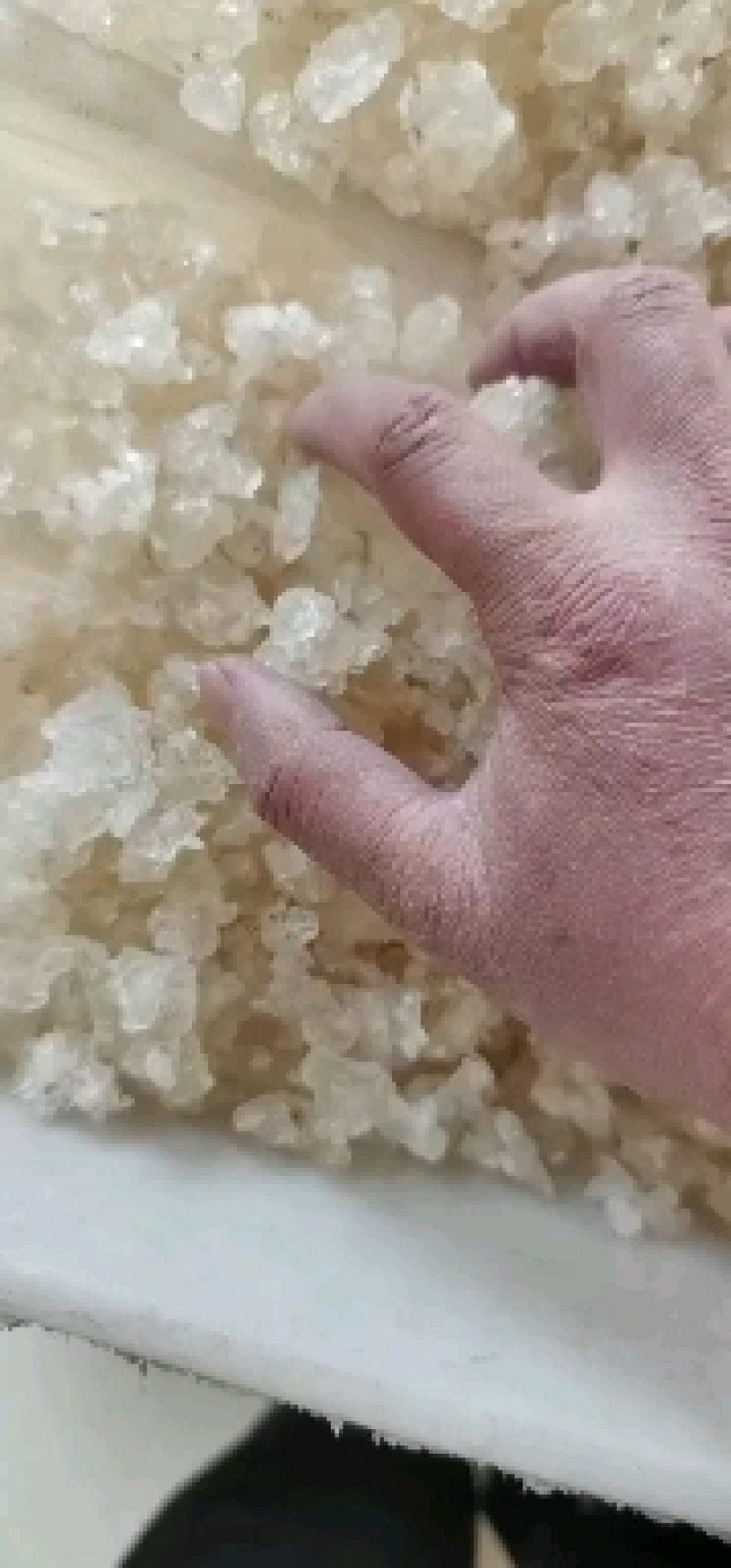 云南拉丝雪燕胶批发此货属B级雪燕欢迎选购厂家直销