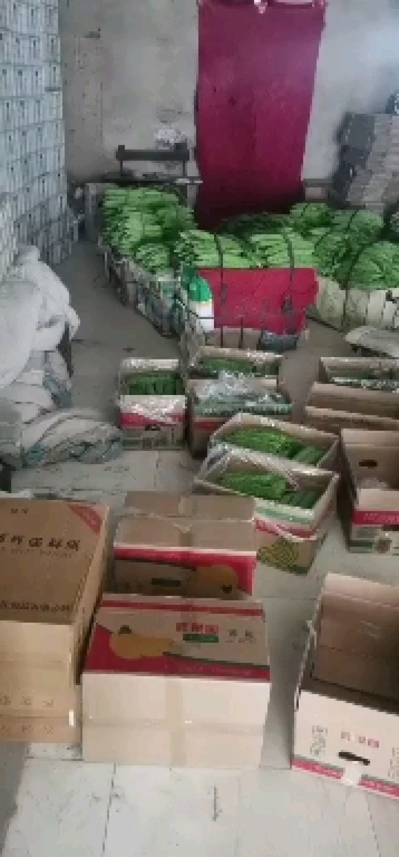 苦瓜大大量上市欢迎老板前来采购量大优先专业