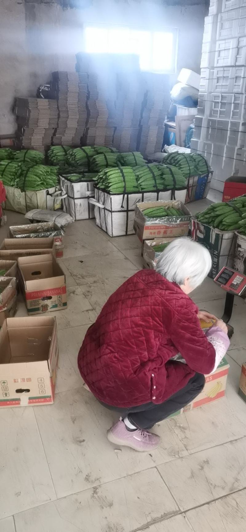苦瓜大大量上市欢迎老板前来采购量大优先专业