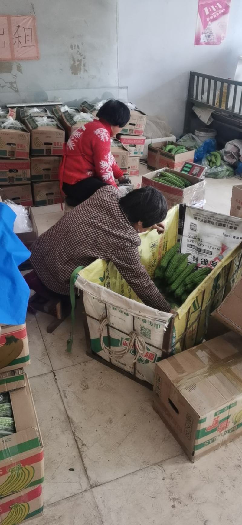 苦瓜大大量上市欢迎老板前来采购量大优先专业
