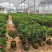 基地直销四季杜鹃茶，规格齐全全部带饱发货满树花苞。