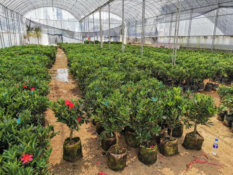 基地直销四季杜鹃茶，规格齐全全部带饱发货满树花苞。