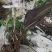 各种各样兰花都有独花兰独叶兰适用于盆栽盆景庭院种植
