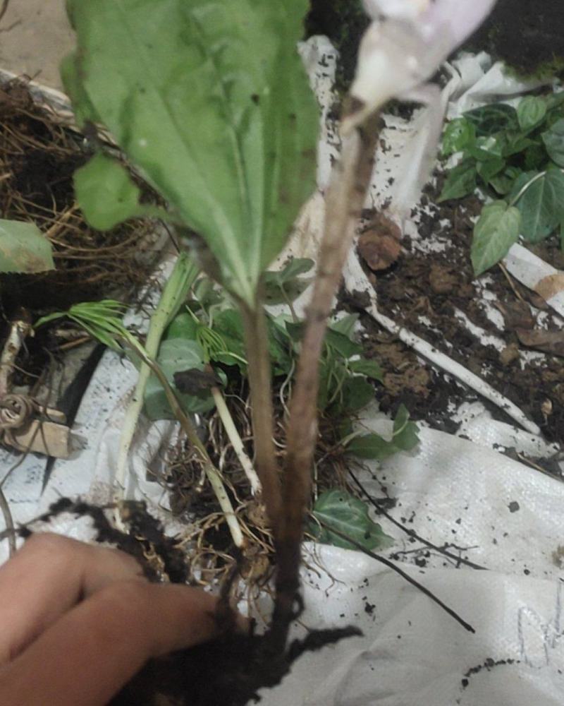 各种各样兰花都有独花兰独叶兰适用于盆栽盆景庭院种植