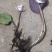 各种各样兰花都有独花兰独叶兰适用于盆栽盆景庭院种植