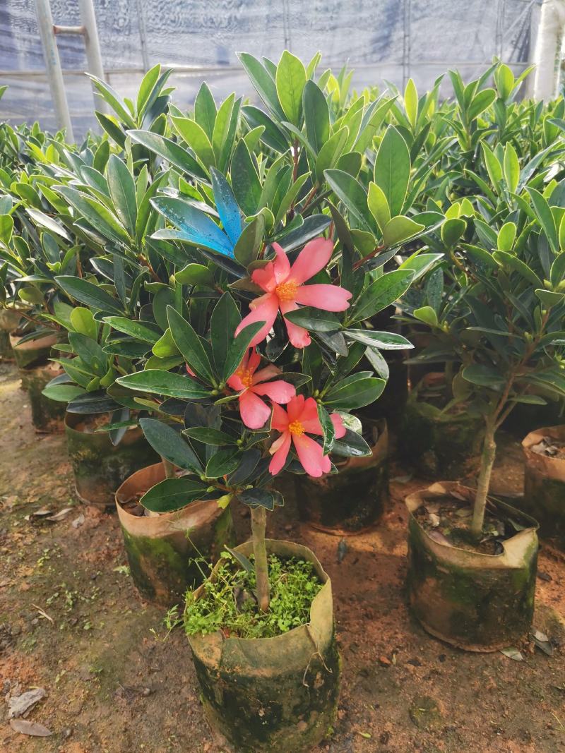 基地直销四季杜鹃茶，规格齐全全部带饱发货满树花苞。