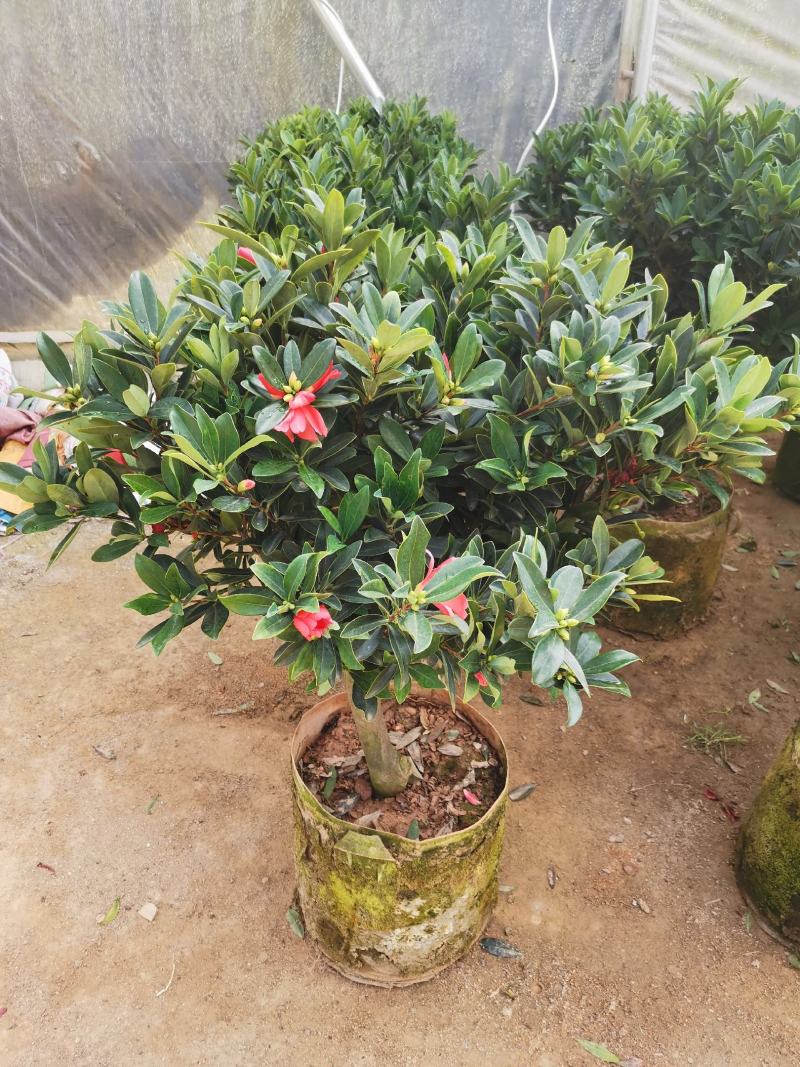 基地直销四季杜鹃茶，规格齐全全部带饱发货满树花苞。