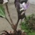 各种各样兰花都有独花兰独叶兰适用于盆栽盆景庭院种植