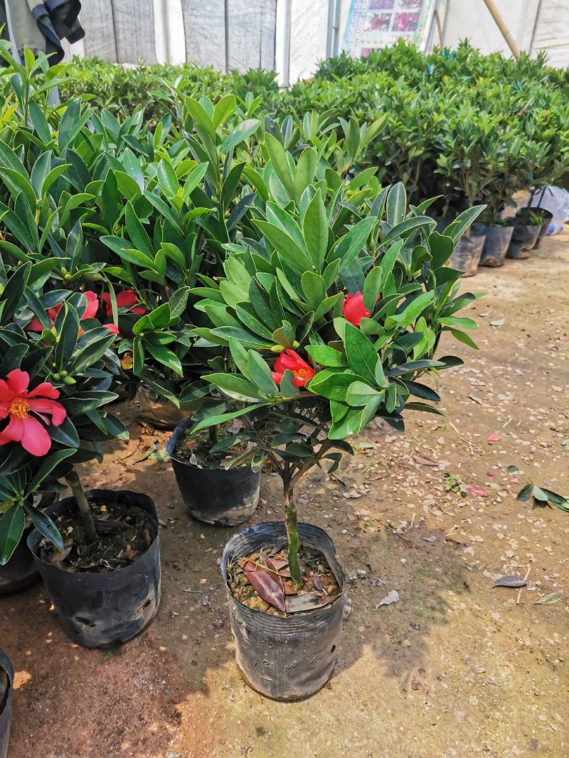 基地直销四季杜鹃茶，规格齐全全部带饱发货满树花苞。