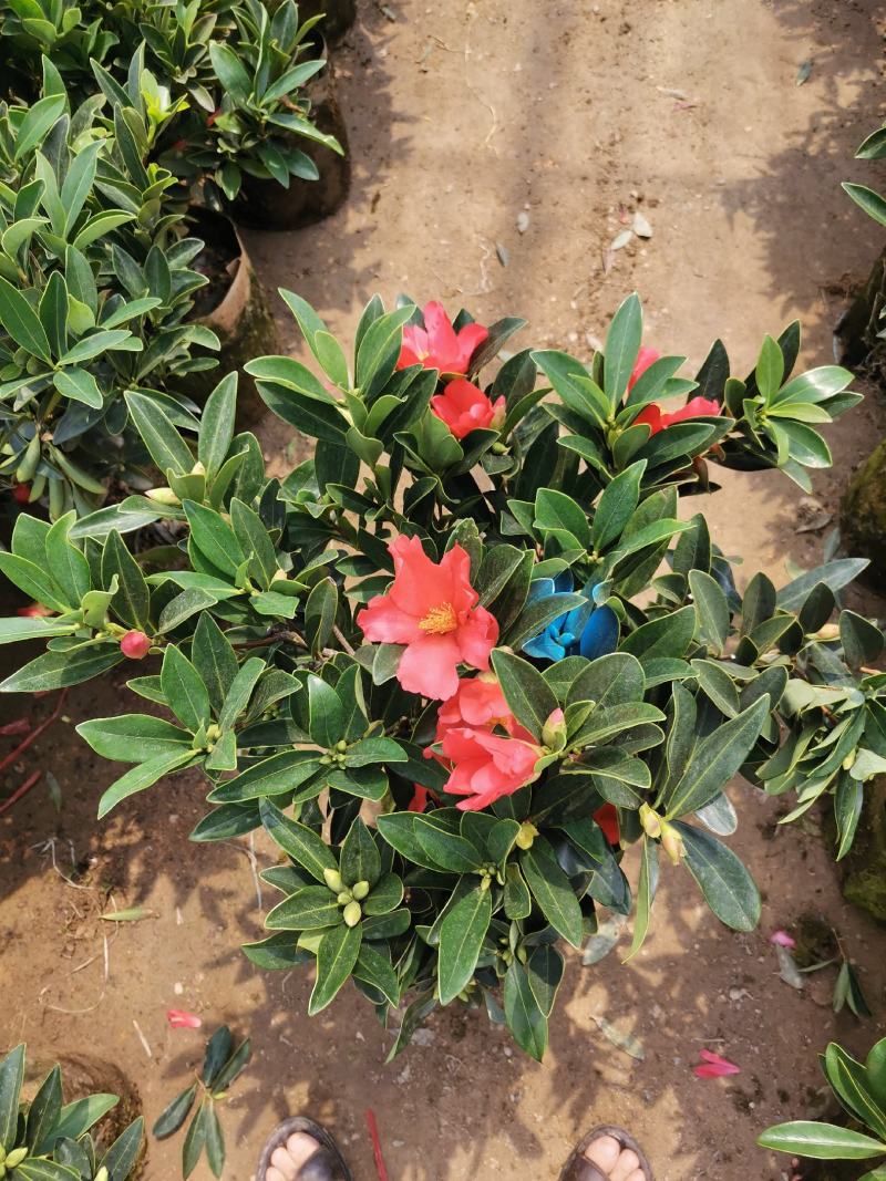 基地直销四季杜鹃茶，规格齐全全部带饱发货满树花苞。