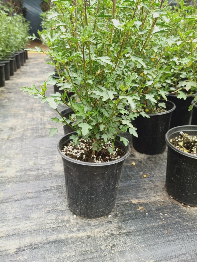 【精选】四季开花多花型小木槿树桩盆栽店长推荐