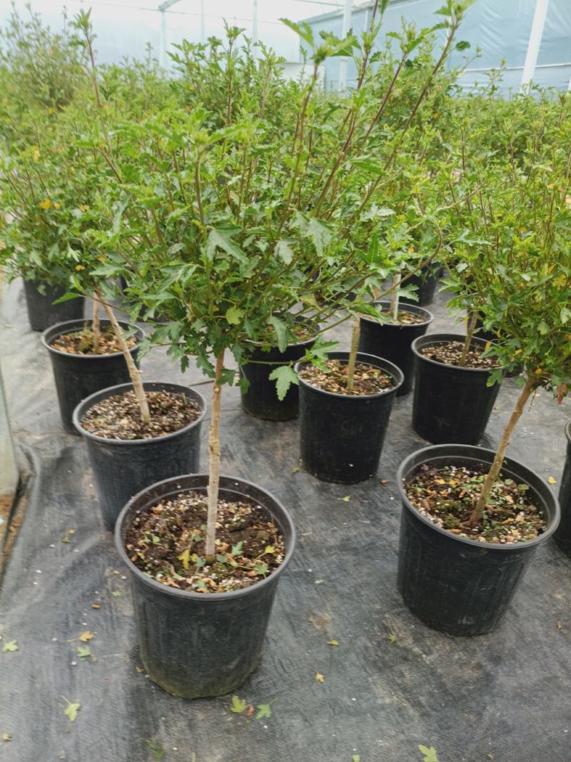 【精选】四季开花多花型小木槿树桩盆栽店长推荐
