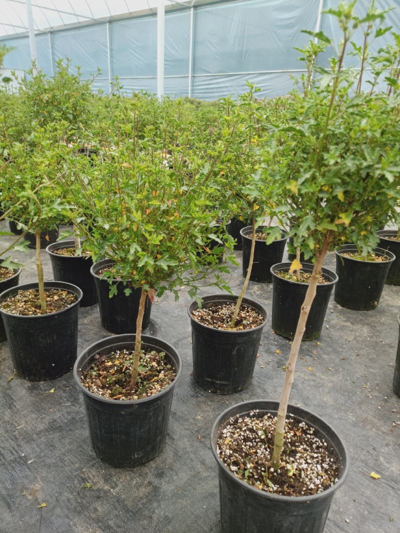 【精选】四季开花多花型小木槿树桩盆栽店长推荐