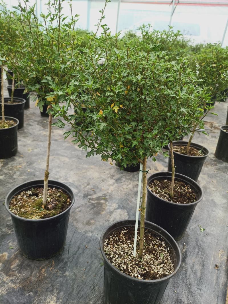 【精选】四季开花多花型小木槿树桩盆栽店长推荐