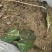 各种各样兰花都有独花兰独叶兰适用于盆栽盆景庭院种植