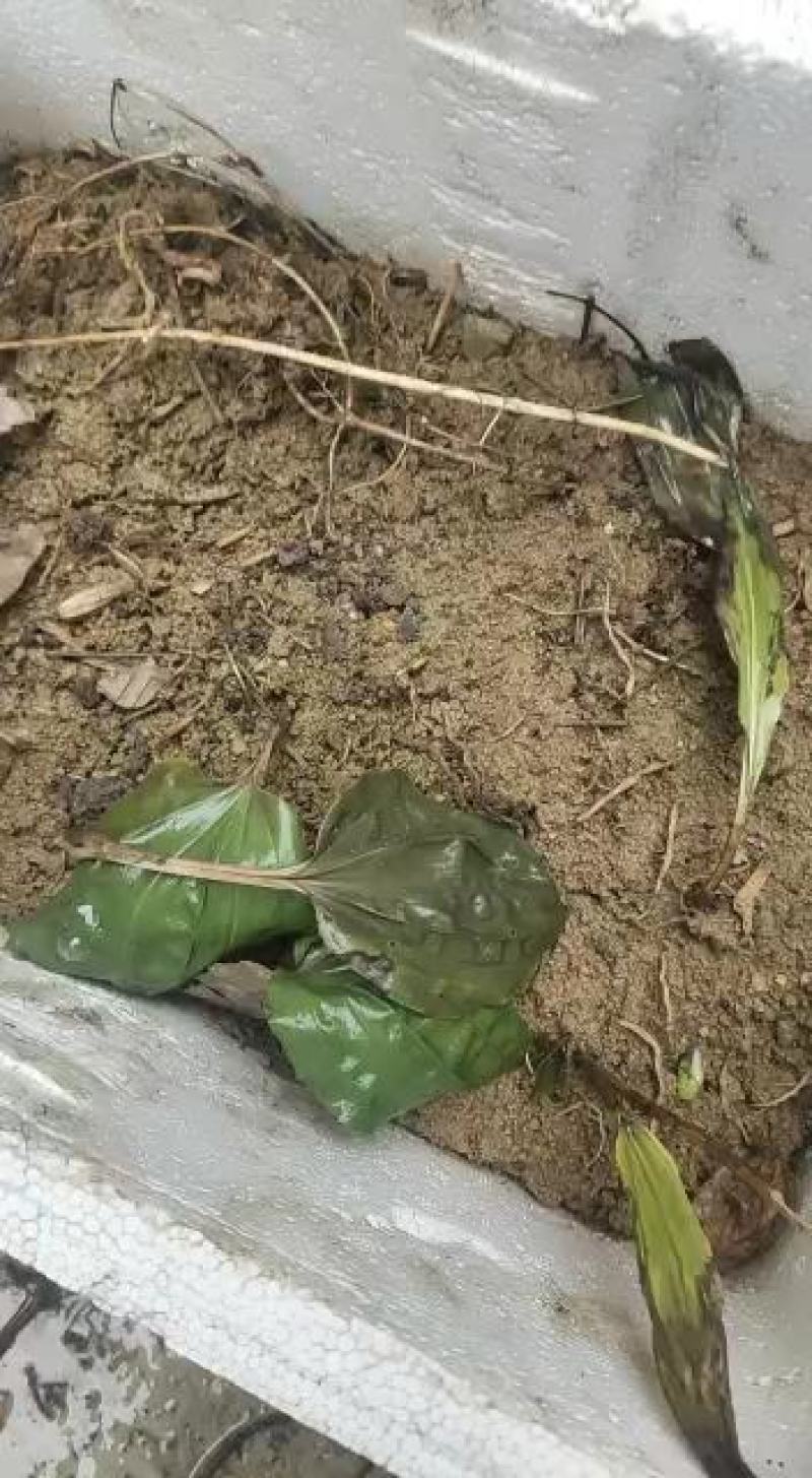 各种各样兰花都有独花兰独叶兰适用于盆栽盆景庭院种植