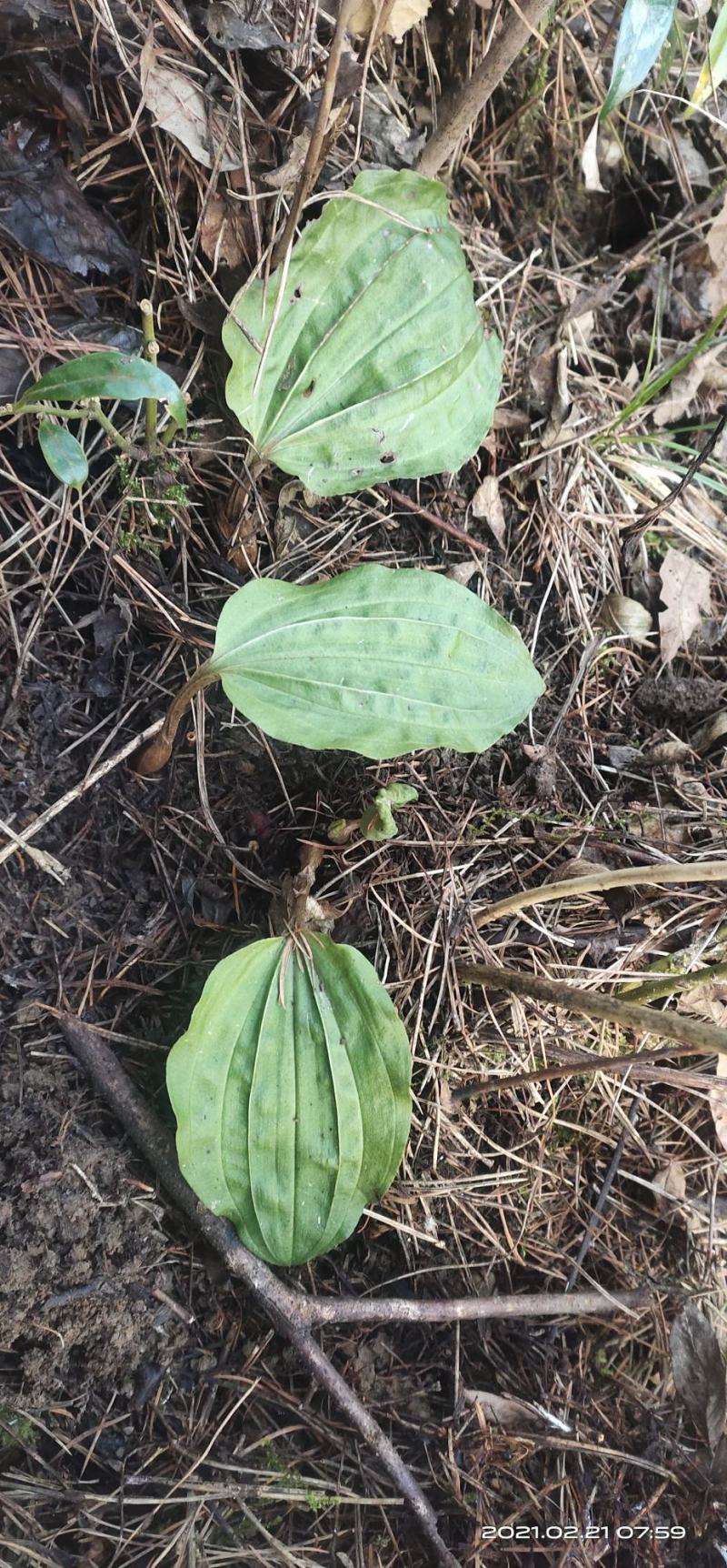 各种各样兰花都有独花兰独叶兰适用于盆栽盆景庭院种植
