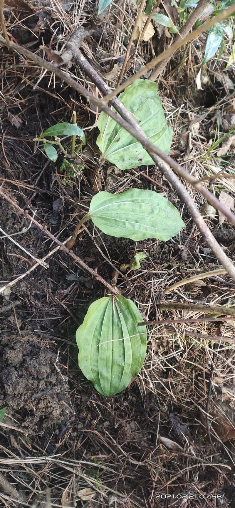 各种各样兰花都有独花兰独叶兰适用于盆栽盆景庭院种植