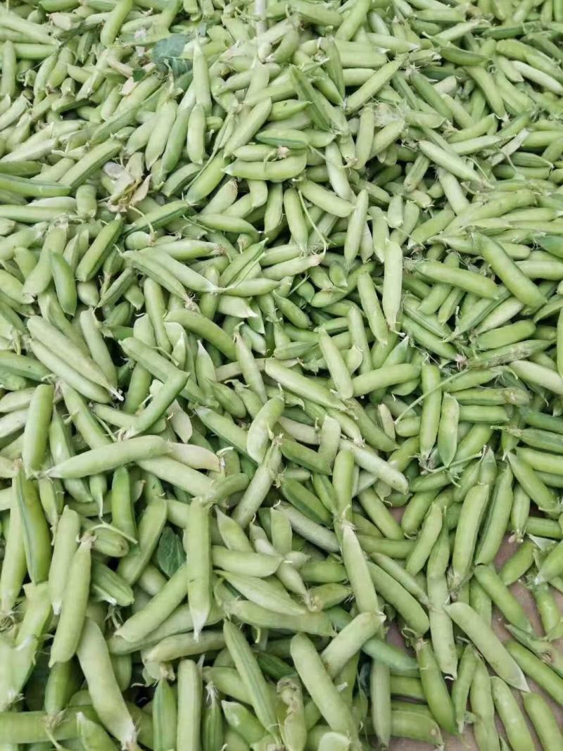豌豆，当天采摘，货品新鲜，质量保证，诚信交易