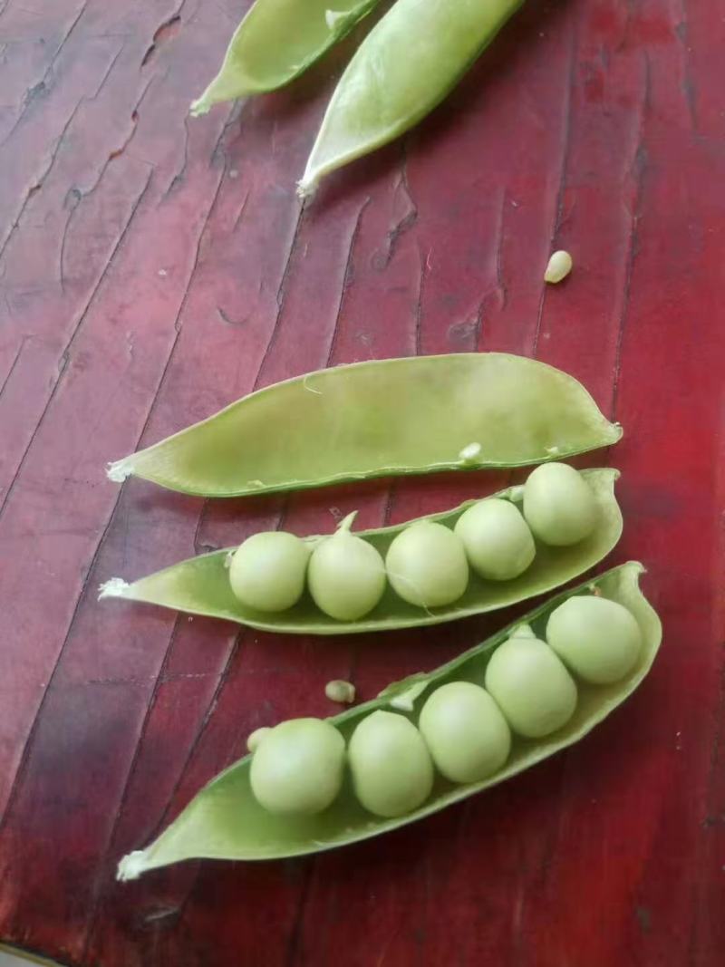 豌豆，当天采摘，货品新鲜，质量保证，诚信交易
