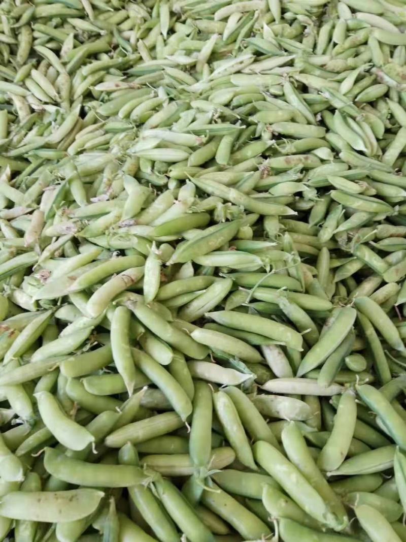 豌豆，当天采摘，货品新鲜，质量保证，诚信交易