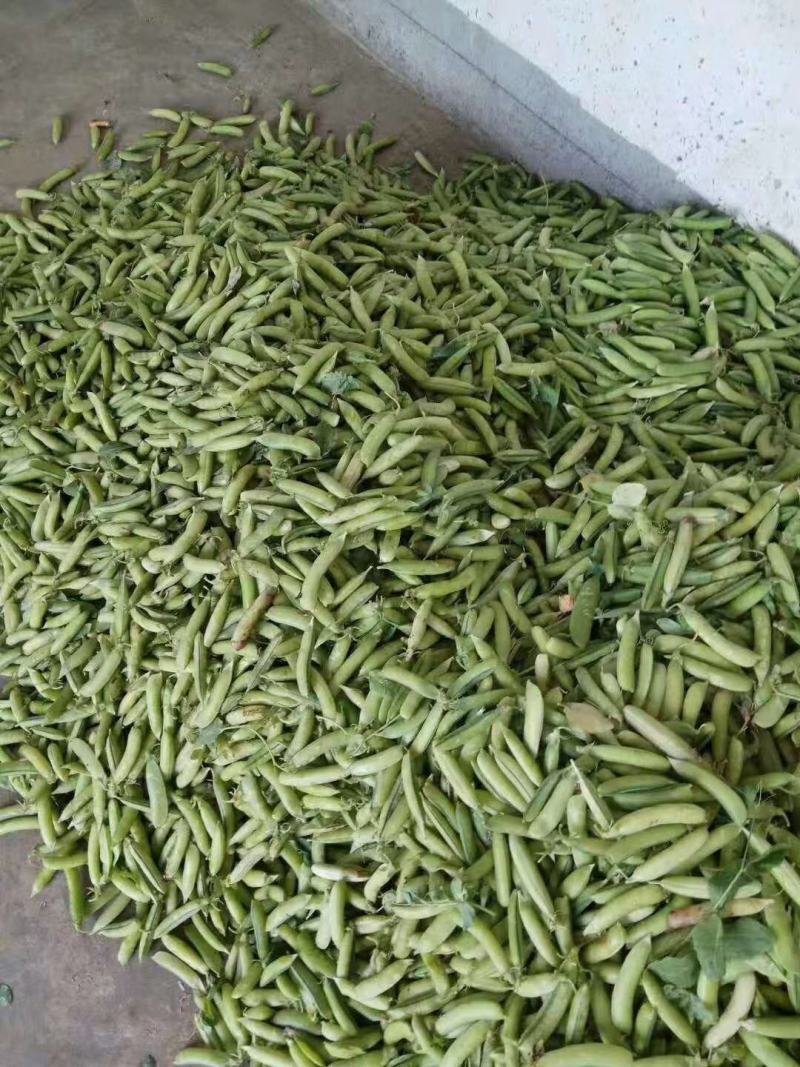 豌豆，当天采摘，货品新鲜，质量保证，诚信交易