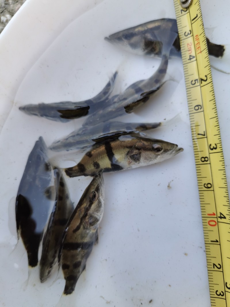 头批新苗，鳜鱼苗，1.2公分，自家货