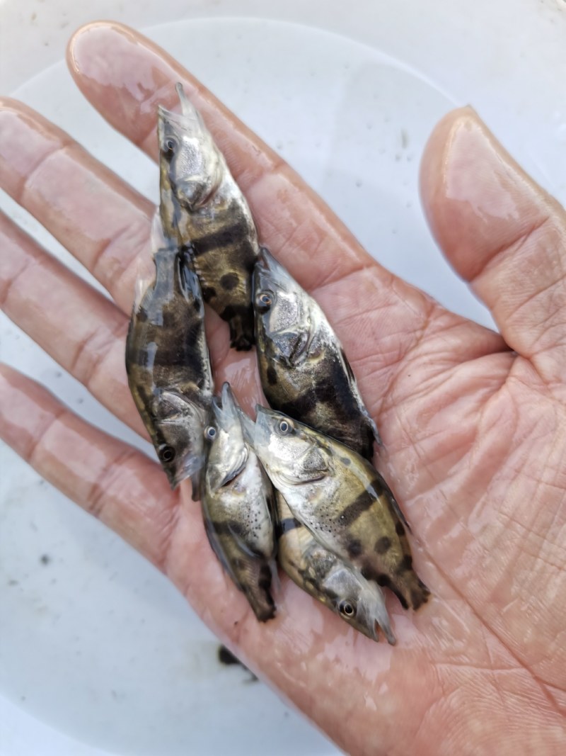 头批新苗，鳜鱼苗，1.2公分，自家货