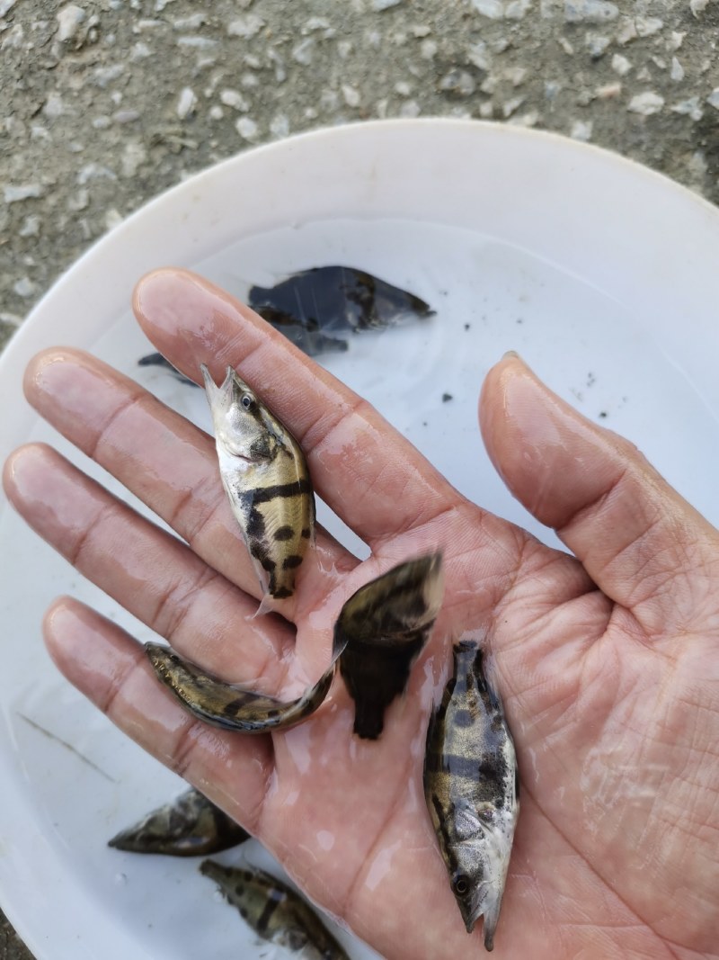 头批新苗，鳜鱼苗，1.2公分，自家货