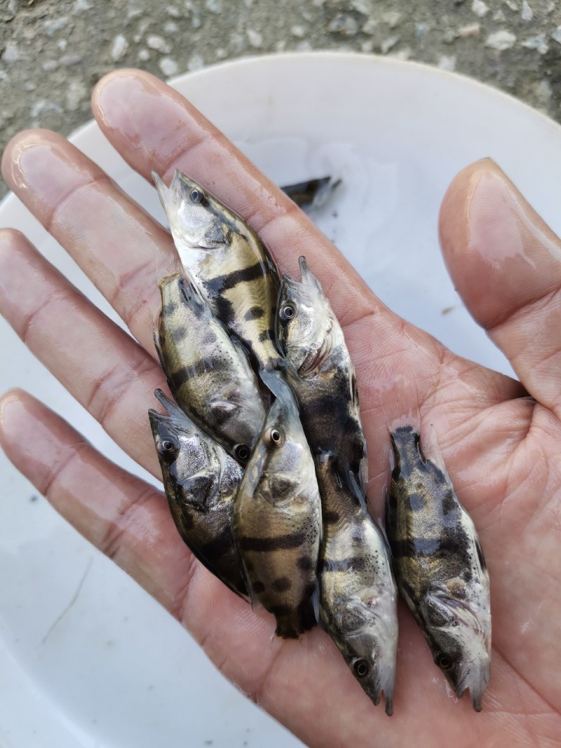 头批新苗，鳜鱼苗，1.2公分，自家货