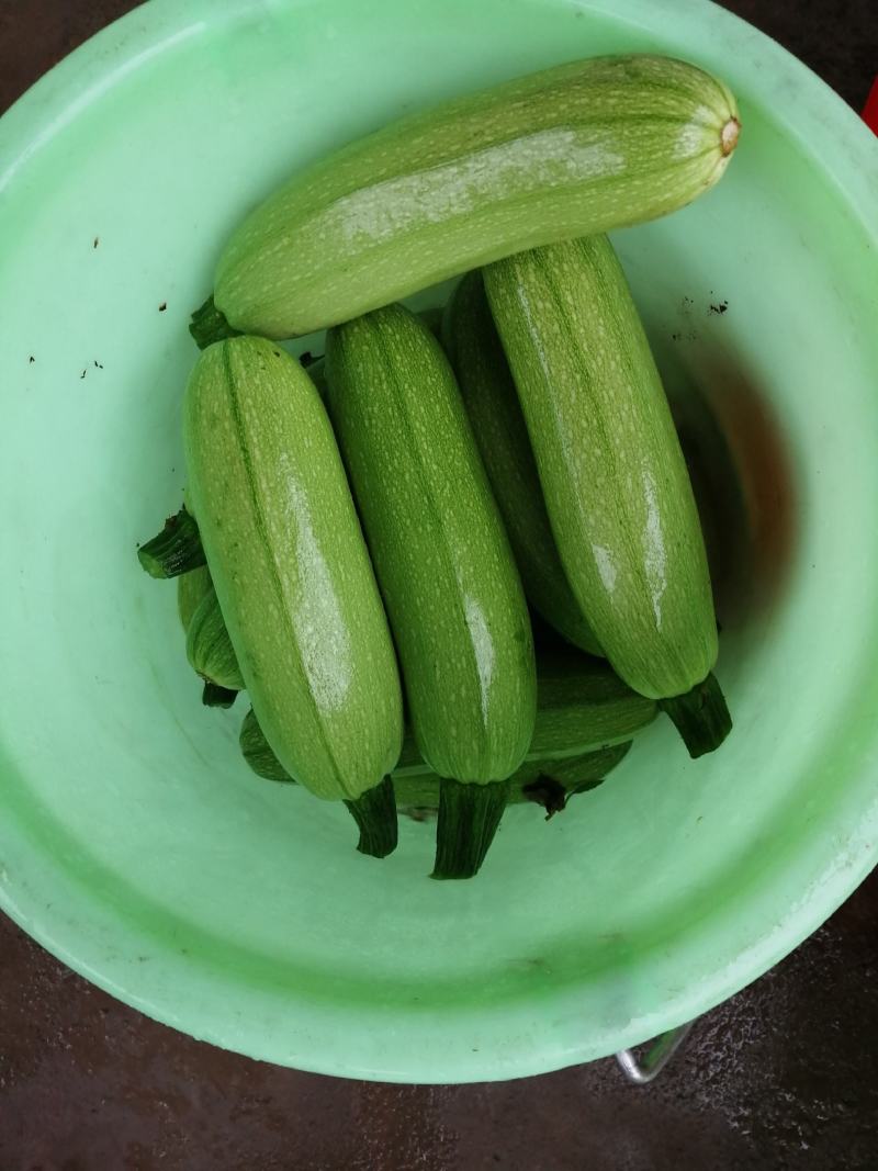 精品西葫芦，欢迎超市对接，量大品质好，全陆地西葫芦