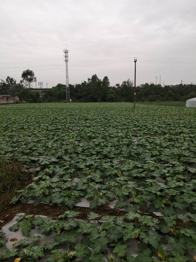 精品西葫芦，欢迎超市对接，量大品质好，全陆地西葫芦