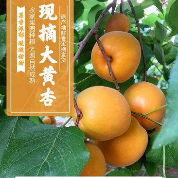 杏子水果新鲜水果杏子大黄杏5斤装当季现摘现发应季水果包邮