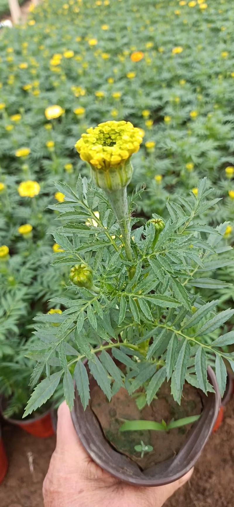 精品万寿菊大量上市，基地直发直销，欢迎各位老板致电恰谈！