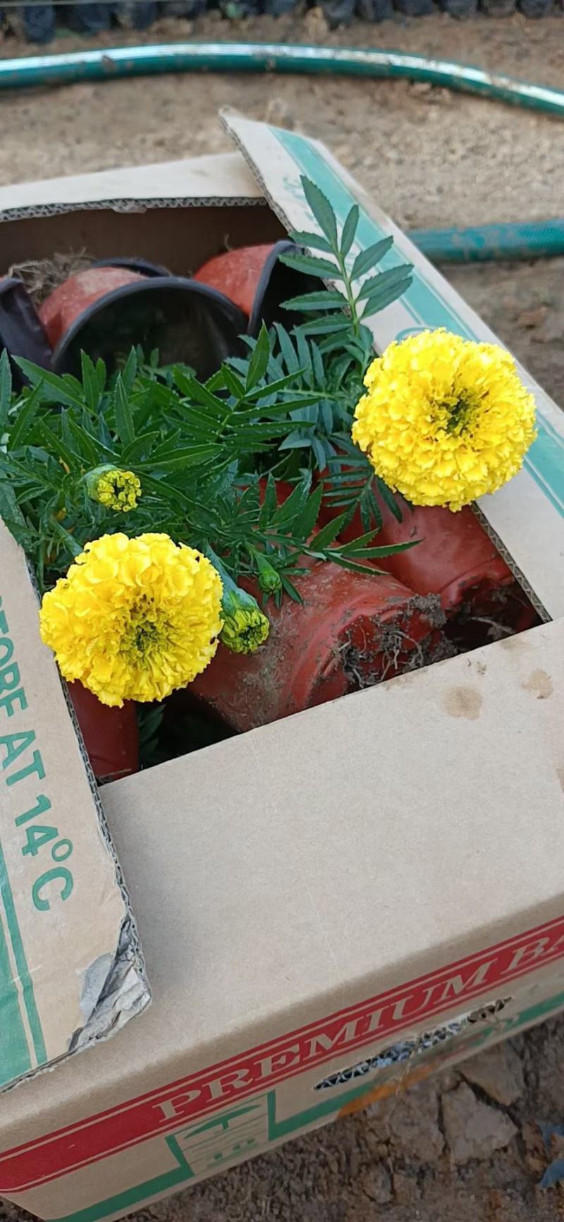 精品万寿菊大量上市，基地直发直销，欢迎各位老板致电恰谈！