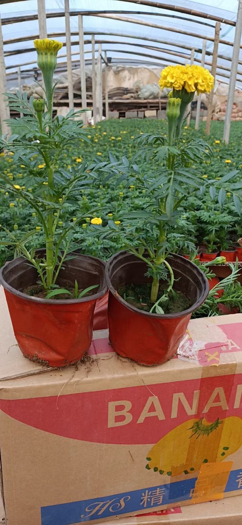 精品万寿菊大量上市，基地直发直销，欢迎各位老板致电恰谈！
