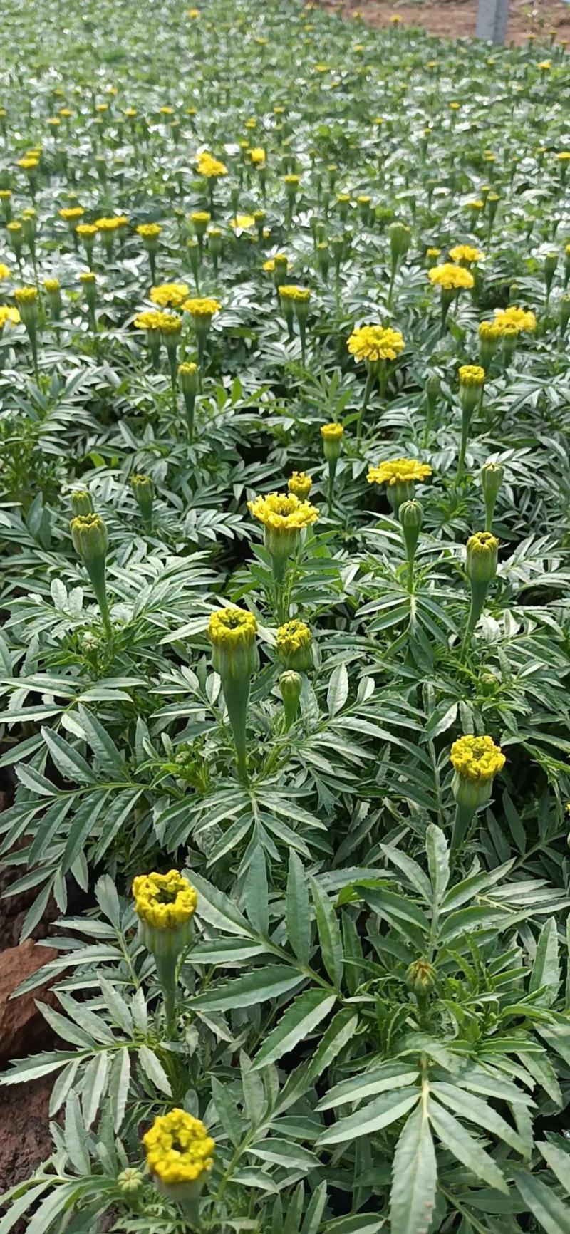 精品万寿菊大量上市，基地直发直销，欢迎各位老板致电恰谈！