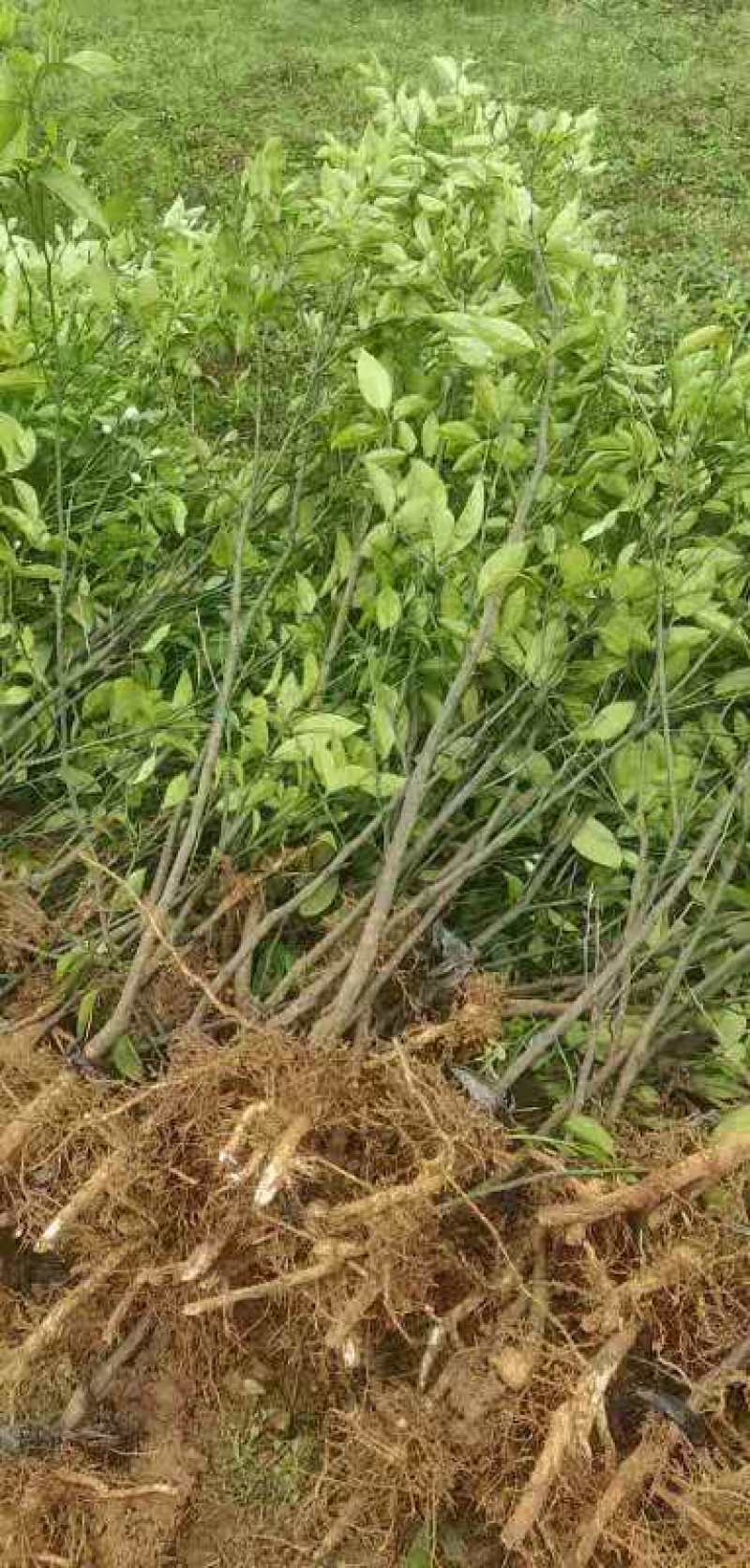 商洲积壳嫁接苗(江西枳壳苗)