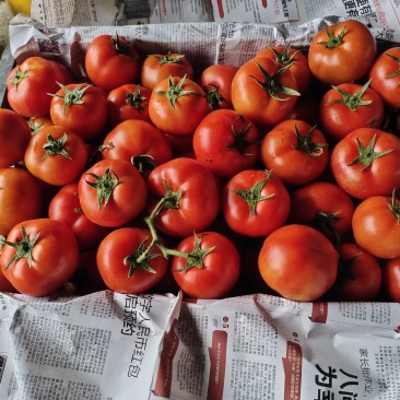 西红柿，西红柿，西红柿