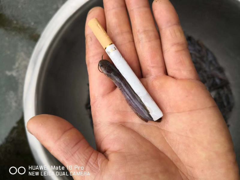 鲶鱼苗，3-7公分，鱼场养殖专用，长势快