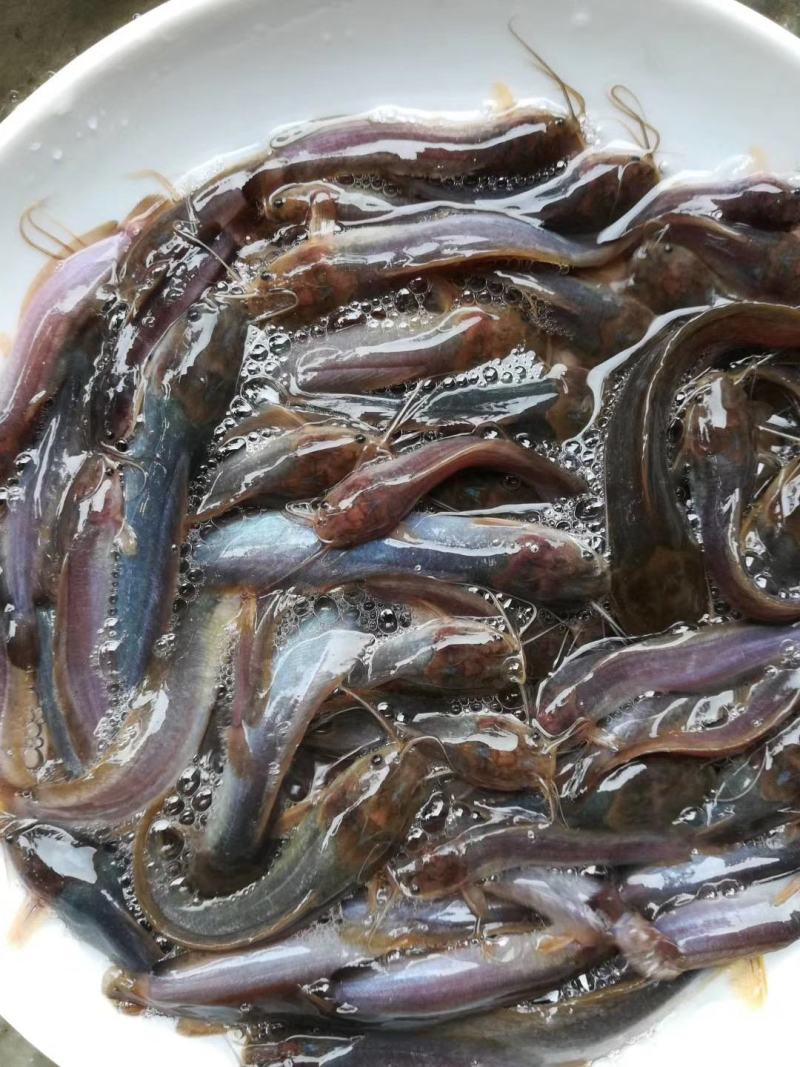 鲶鱼苗，3-7公分，鱼场养殖专用，长势快