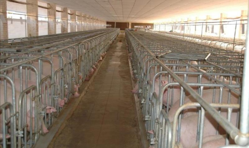 猪产床保育床定位栏产床保育床定位栏