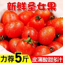 甘肃刘家峡特产小西红柿，圣女果！