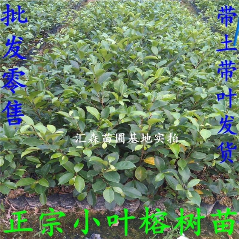正宗榕树苗小叶榕树苗常绿细叶榕小苗庭院别墅绿化