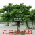 正宗榕树苗小叶榕树苗常绿细叶榕小苗庭院别墅绿化
