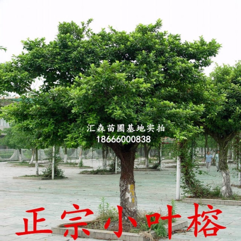正宗榕树苗小叶榕树苗常绿细叶榕小苗庭院别墅绿化