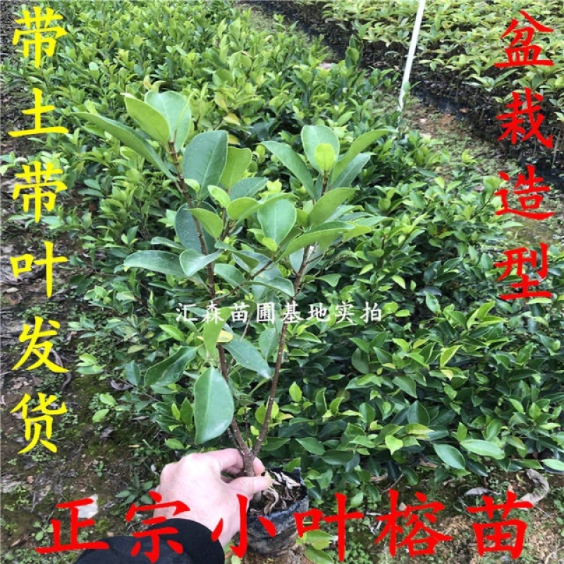 正宗榕树苗小叶榕树苗常绿细叶榕小苗庭院别墅绿化