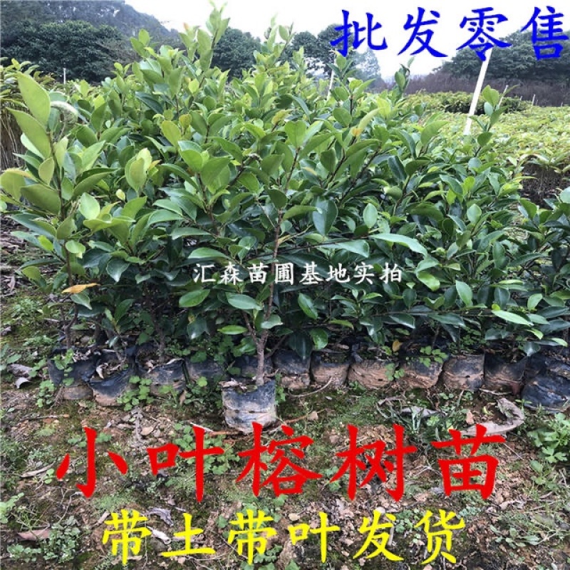 正宗榕树苗小叶榕树苗常绿细叶榕小苗庭院别墅绿化