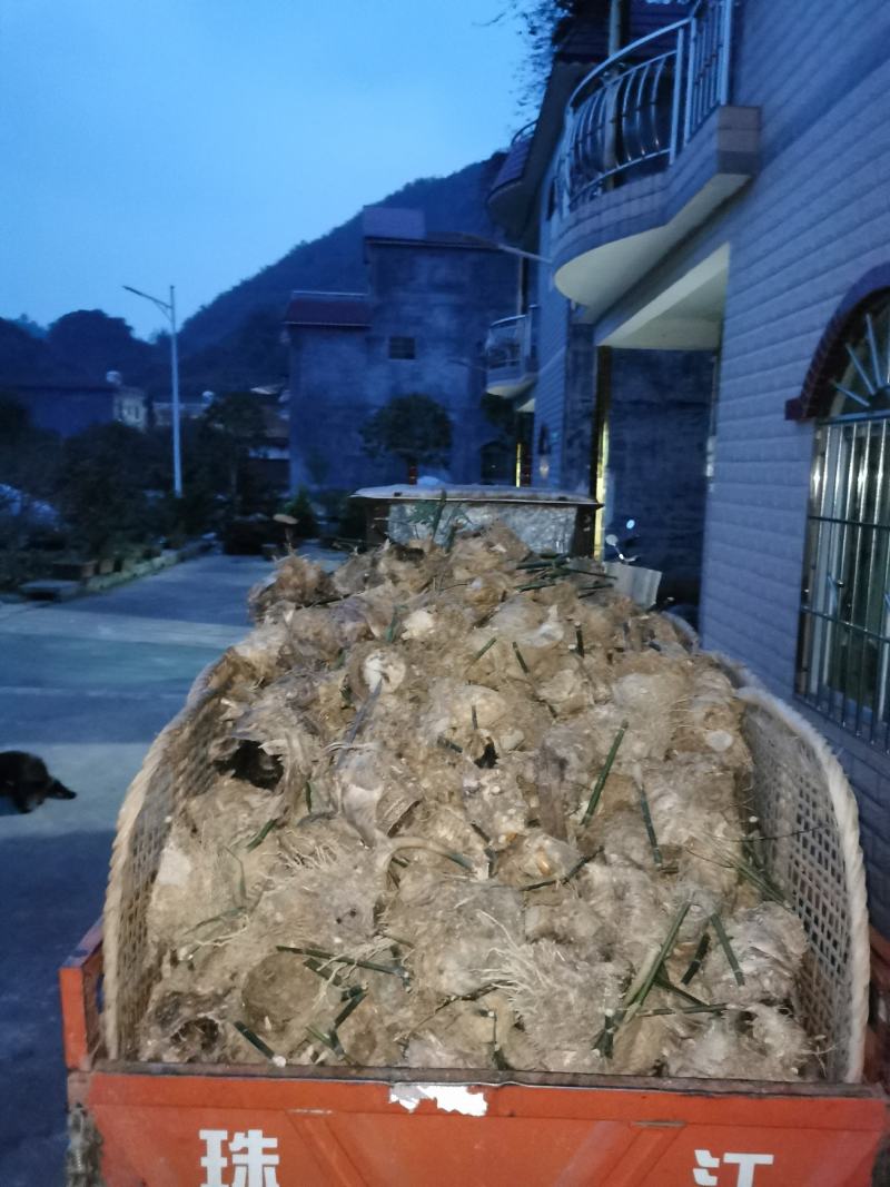 麻竹苗基地直供甜竹苗竹苗亩产三四千斤笋