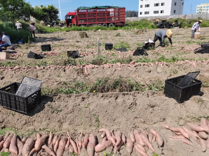 【推荐商家】福建省漳浦县六熬红蜜薯，量大从优